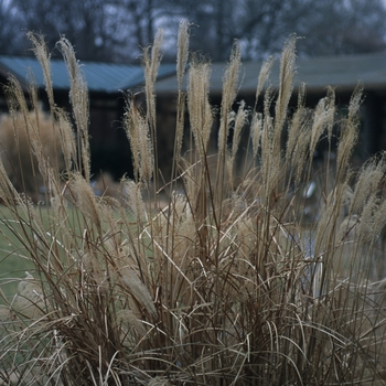 Miscanthus sinensis 'Puenkchen' - Adagio Japanese Maiden Grass