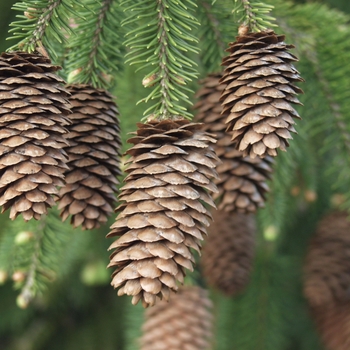 Picea abies ''Acrocona'' (Norway Spruce) - Acrocona Norway Spruce