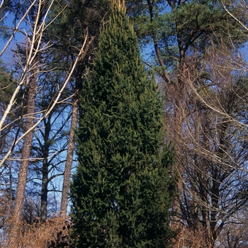 Picea abies 'Cupressina' - Columnar Norway Spruce