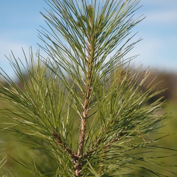 Pinus taeda - Loblolly Pine