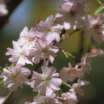 Prunus subhirtella var. autumnalis - Double Weeping Cherry