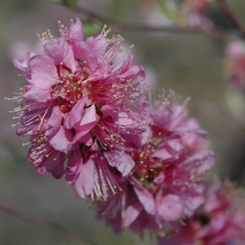 Prunus tomentosa - Nanking Cherry