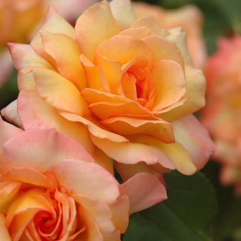 Rosa'AROyqueli' - Gold Medal &reg;