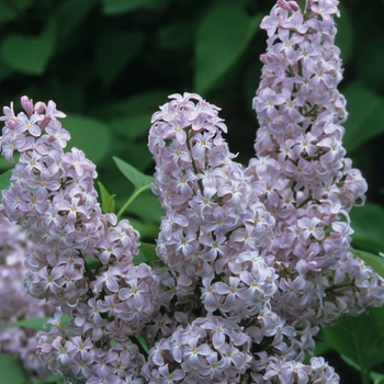 Syringa vulgaris 'President Grevy' (Lilac) - President Grevy Lilac
