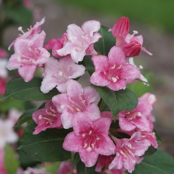 Weigela florida 'Courtalour' - Carnaval Weigela