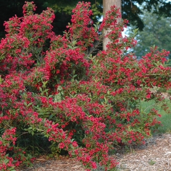 Weigela florida 'Red Prince' - Old Fashion Weigela