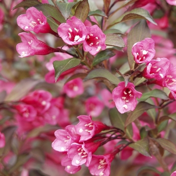 Weigela florida 'Wine & Roses&reg;' - Weigela