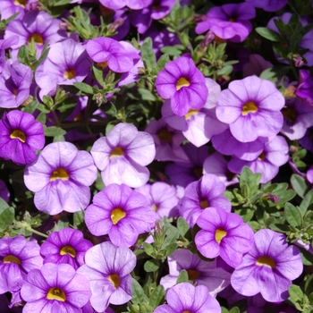 Calibrachoa hybrida - Aloha Purple Sky