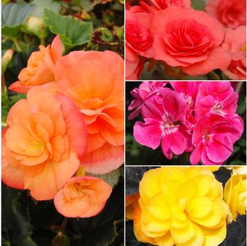 Lush, extravagant color - Nonstop Begonias
