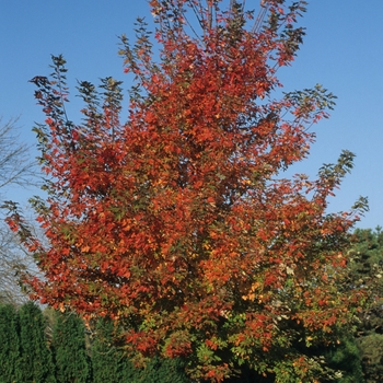 Acer x freemanii 'Autumn Blaze&reg;' (Freeman Maple) - Autumn Blaze&reg; Freeman Maple