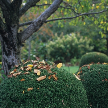 Buxus microphylla var. japonica 'Wintergreen' - Wintergreen Boxwood