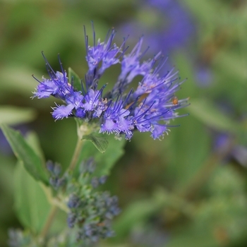 Caryopteris x clandonensis 'Dark Knight' (Bluebeard) - Dark Knight Bluebeard