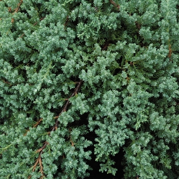 Juniperus procumbens 'Nana' - Green Mound Juniper