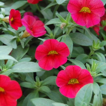 Calibrachoa - Callie® Bright Red