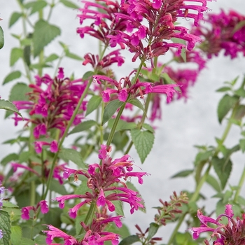 Agastache 'Color Spires®Pink' - Mexican hyssop