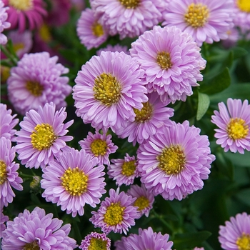  - Fall Aster