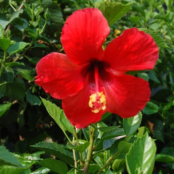 Hibiscus rosa-sinensis 'President's' (Hibiscus) - President's Red Hibiscus Braid