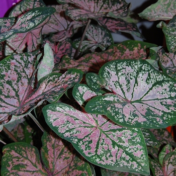 Caladium x hortulanum - 'Florida Elise'