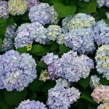 Hydrangea macrophylla 'Endless Summer' - Mophead Hydrangea