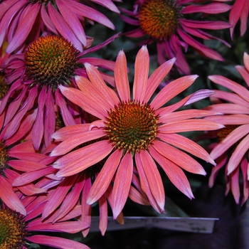 Echinacea Hot Summer - Coneflower