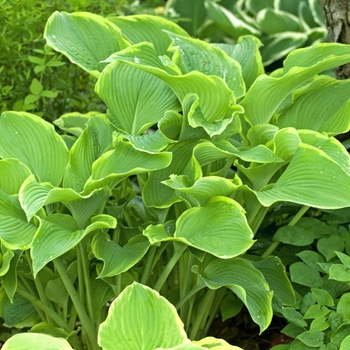 Hosta ''Abba Dabba do'' (Hosta, Plantain Lily) - Abba Dabba do Hosta, Plantain Lily