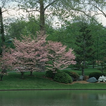 Cornus florida - Pink Flowering Dogwood