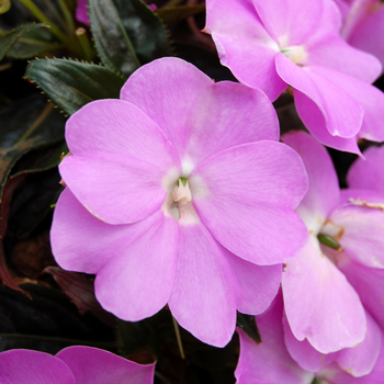 Impatiens 'Tropix® Lilac' (New Guinea Impatiens) - Tropix® Lilac New Guinea Impatiens