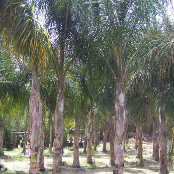 Arecastrum romanzoffianum - Queen Palm