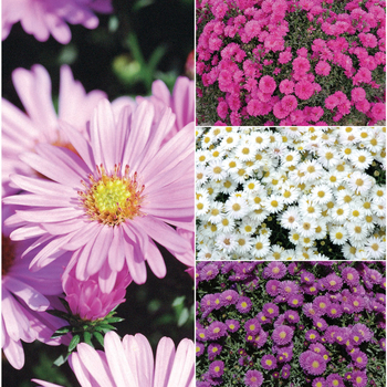 Aster - 'Multiple Varieties'