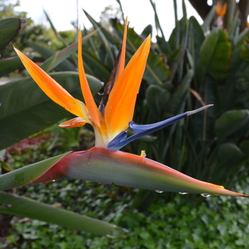 Strelitzia reginae - Tropical Bird of Paradise