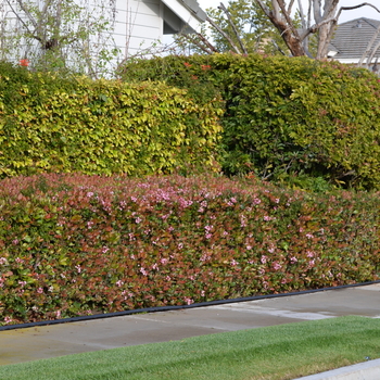 Abelia x grandiflora 'Edward Goucher' - Edward Goucher Abelia