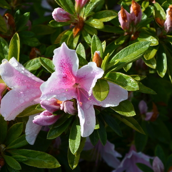 Rhododendron hybrid - 'George L. Taber' 