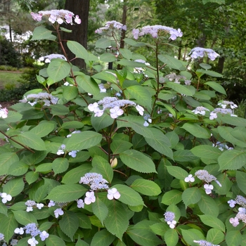 Hydrangea macrophylla 'Lady in Red' - Lady in Red Hydrangea