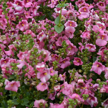 Diascia barberae 'Lavendar Pink' - Diamonte&trade; 