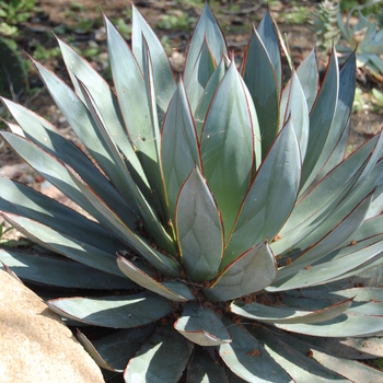 Succulent - Agave 'Blue Glow'