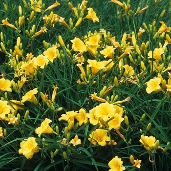 Hemerocallis 'Stella d' Oro' - Daylily