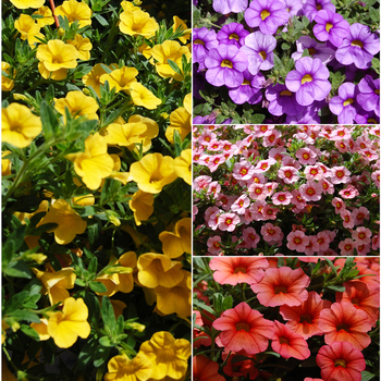 Multiple Varieties - Aloha™ Calibrachoa