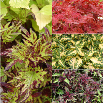 Coleus - Multiple Varieties - Stained Glassworks™