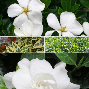 Multiple Varieties - Gardenia Standard