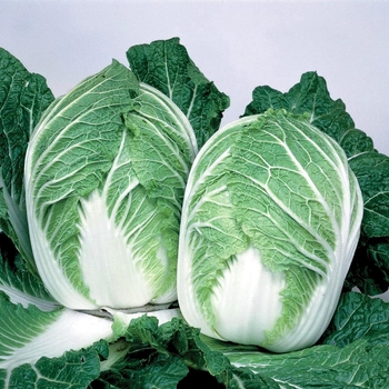 Chinese Cabbage - China Express F1 