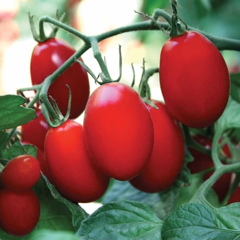 Lycopersicon esculentum - 'Amai' Tomato