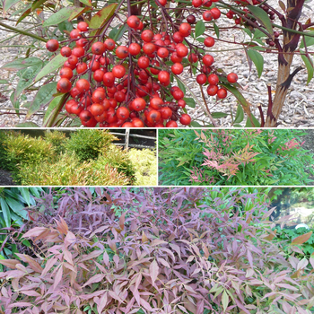 Multiple Varieties - Nandina