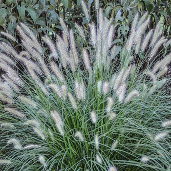 Pennisetum alopecuroides 'Hameln' - Dwarf Fountain Grass