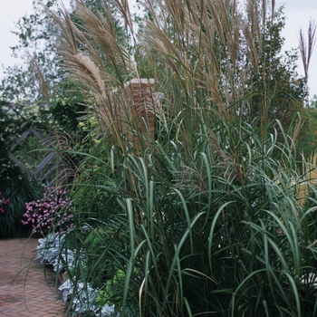 Miscanthus sinensis - 'Rigoletto' Rigoletto Grass