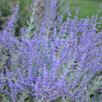 Perovskia atriplicifolia - Russian Sage