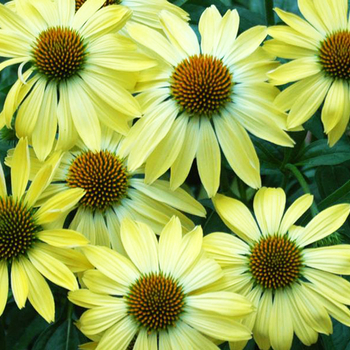 Echinacea Big Sky™ 'Sunrise' - Coneflower 'Sunrise'