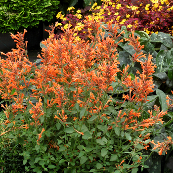 Agastache (Hummingbird mint) - Kudos™ 'Mandarin'