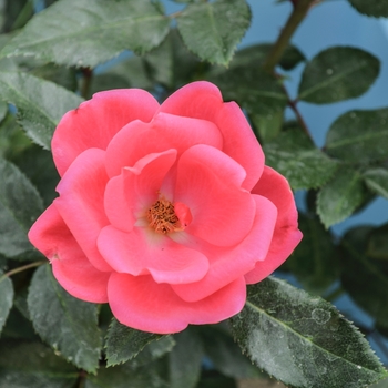 Rosa 'KORhopiko' PP23529 - Kolorscape&trade; Flamingo&trade;