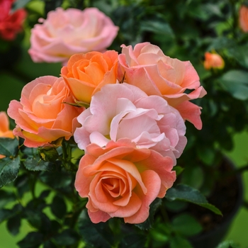 Shrub Rose - Peach Drift®