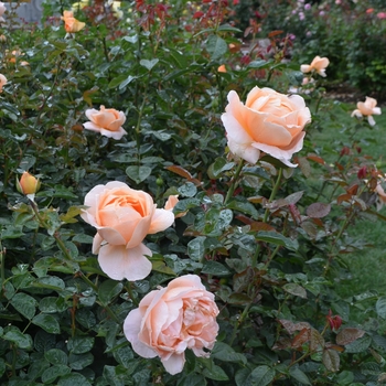 Rosa hybrid 'Meibrinpay' - Abbaye de Cluny™